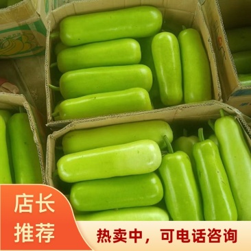 河南焦作博爱县精品瓠子瓜瓠瓜品质优良欢迎来电