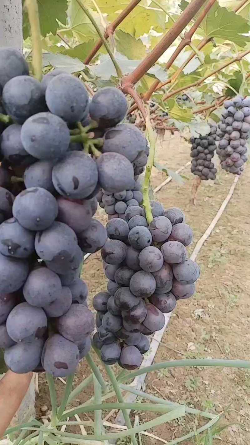 夏黑葡萄