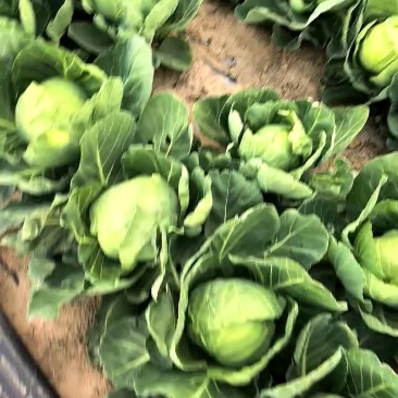 【热卖】精品圆包菜自家种植百亩基地新鲜供应对接商超档口
