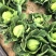 【热卖】精品圆包菜自家种植百亩基地新鲜供应对接商超档口