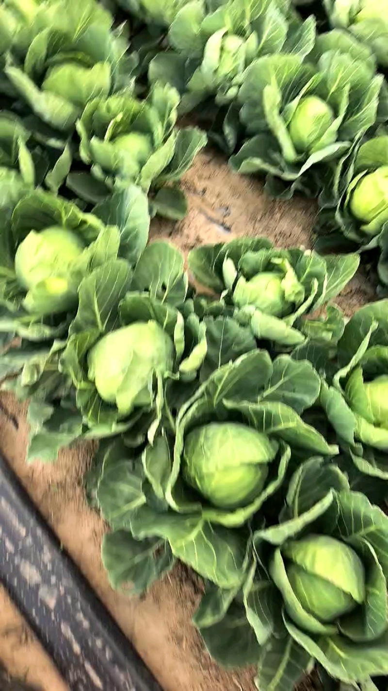 【热卖】精品圆包菜自家种植百亩基地新鲜供应对接商超档口