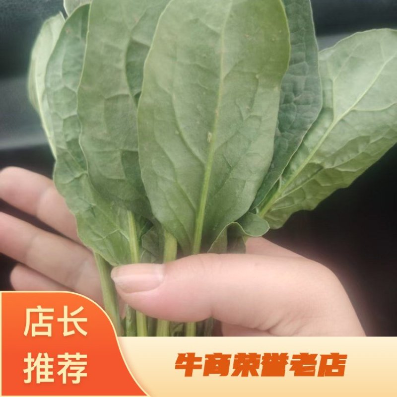 【推荐】河南菠菜趴地菠菜产地直发货源充足可视频看货