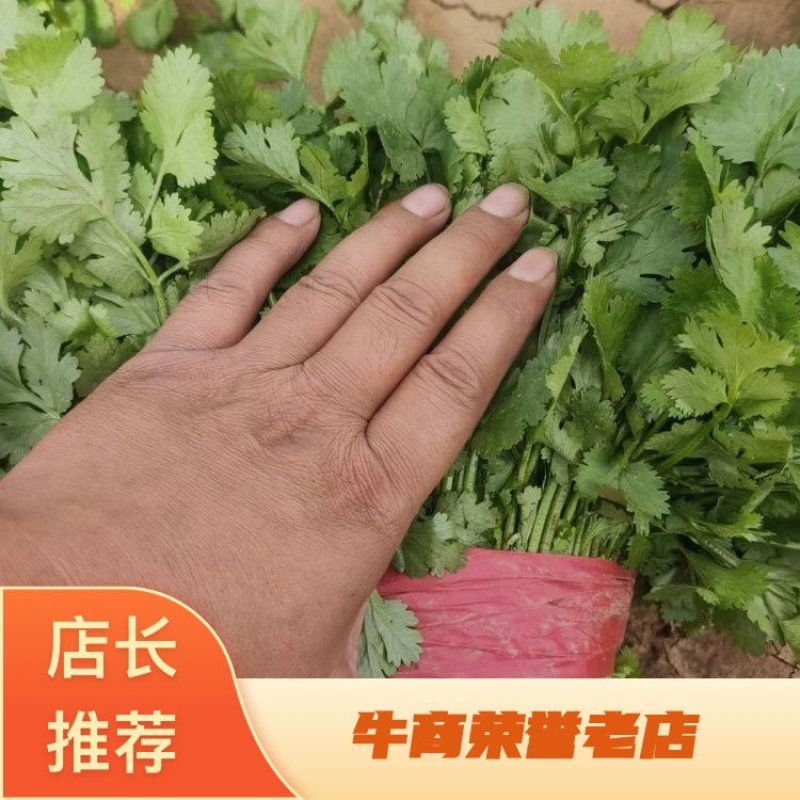 【热卖】河南香菜大叶香菜货源充足全国发货对接批发商