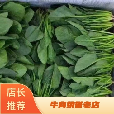 河南趴地菠菜一手货源全国代发视频看货欢迎来电