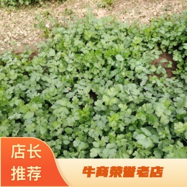 河南精品香菜货源充足对接批发商超市欢迎致电