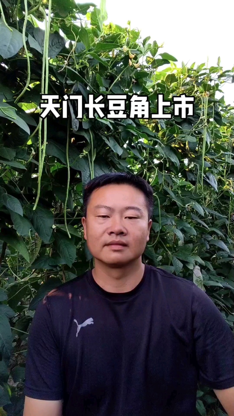 【天门产地直发】新鲜嫩绿豇豆条直肉厚无筋货源充足