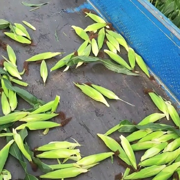 湖北天门白糯玉米软糯香甜现摘现发大量上市欢迎来电