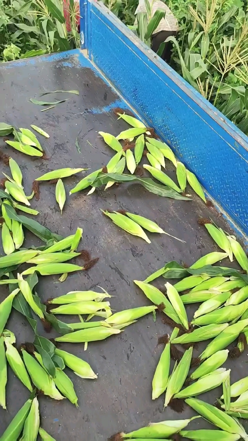 湖北天门白糯玉米软糯香甜现摘现发大量上市欢迎来电