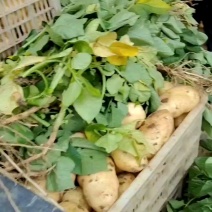 【实力商家】山东荷兰十五土豆供应之中货源充足质量保证