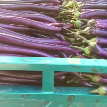 线茄子『牛』精品红线茄，现摘现卖，全国代发，欢迎大家定购