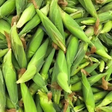 白糯玉米
