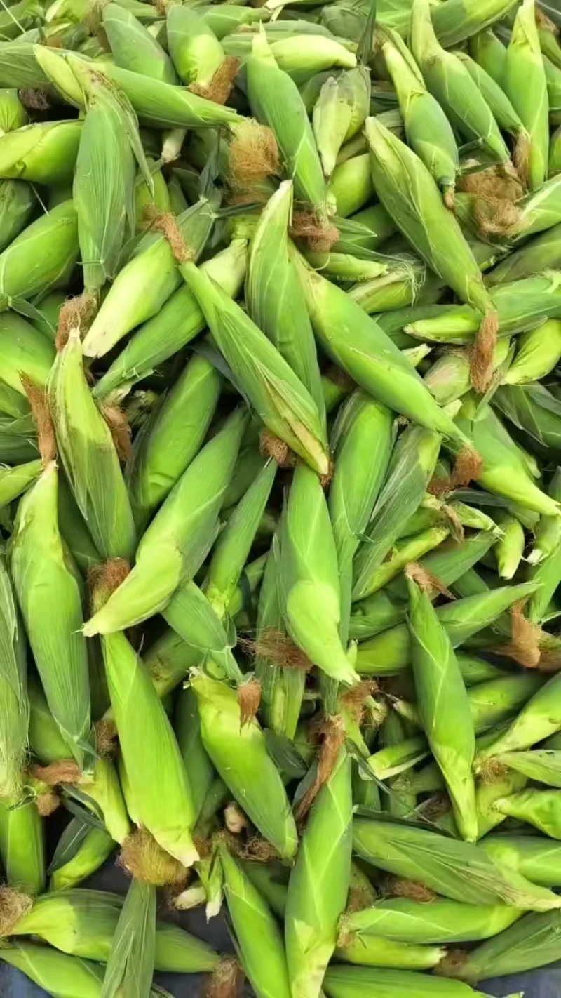 白糯玉米