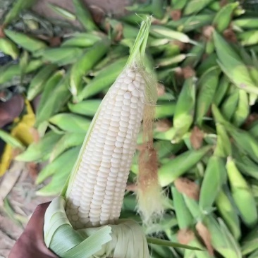 大量有货