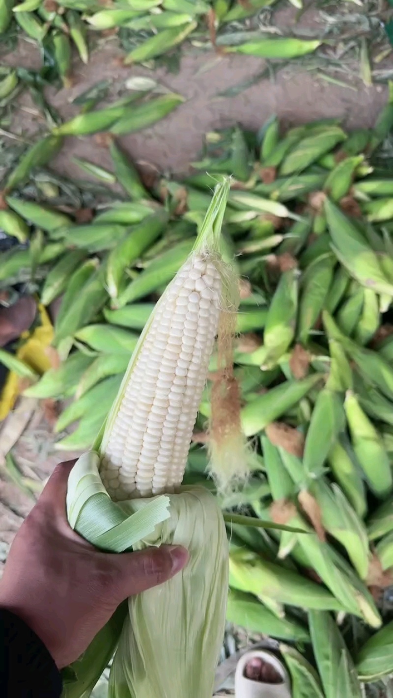 大量有货