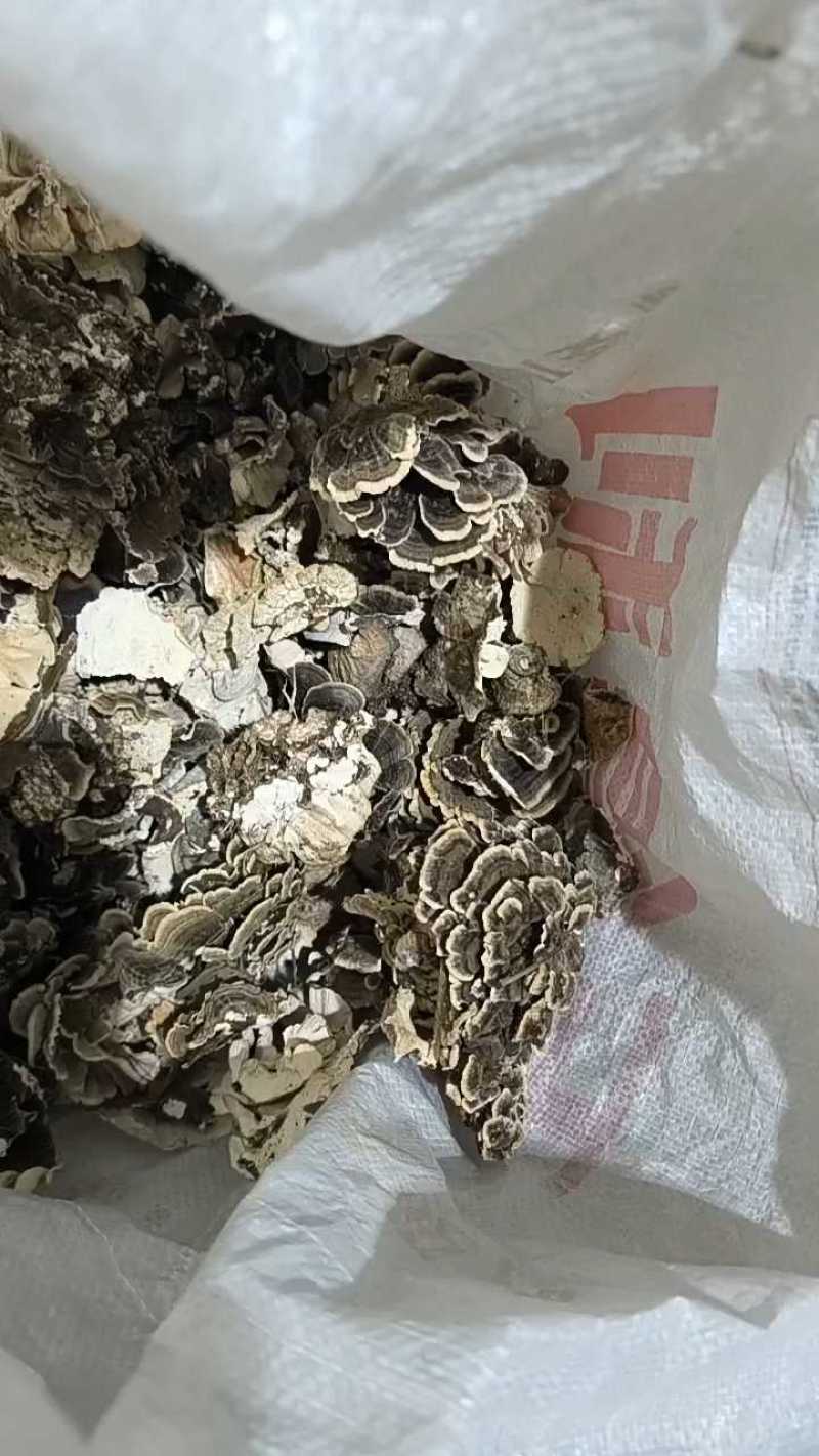 沂蒙山山区的野生云芝，产地直发，批发零售