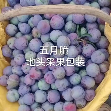 湖北五月脆李子八宝丹李澳洲红大量上市个大口感脆甜货源充足