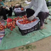 平邑油桃，油桃126,露天油桃，口感脆甜黄心肉，二两起步