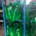 蒜苔精品红帽蒜苔大量现货，超市，电商市场支持各种包装！