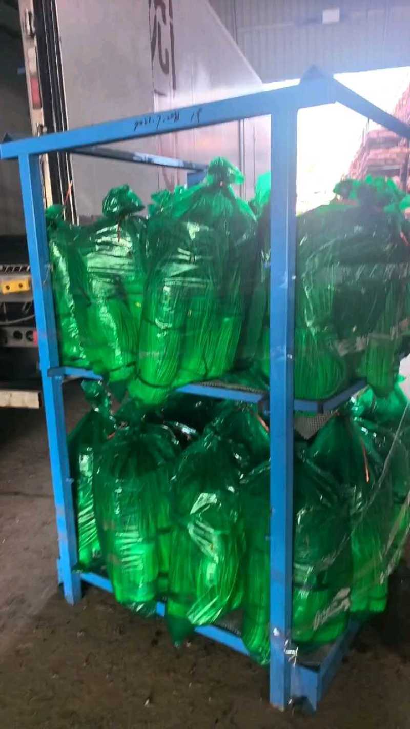 蒜苔精品红帽蒜苔大量现货，超市，电商市场支持各种包装！
