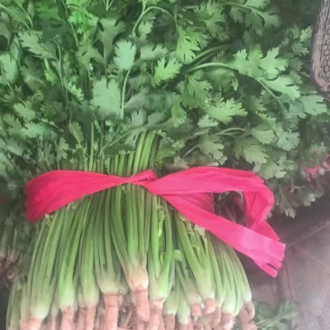 小叶香菜，山东聊城铁杆青小叶香菜，铁杆青