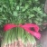 小叶香菜，山东聊城铁杆青小叶香菜，铁杆青