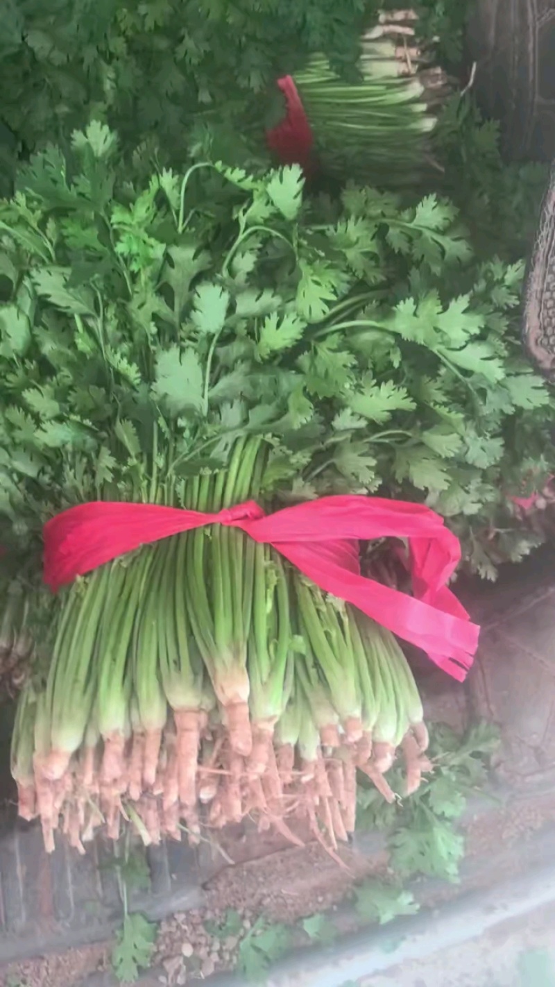 小叶香菜，山东聊城铁杆青小叶香菜，铁杆青