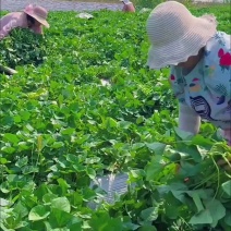 西瓜红红薯苗西瓜红地瓜苗西瓜红苗蜜薯苗西瓜红薯苗