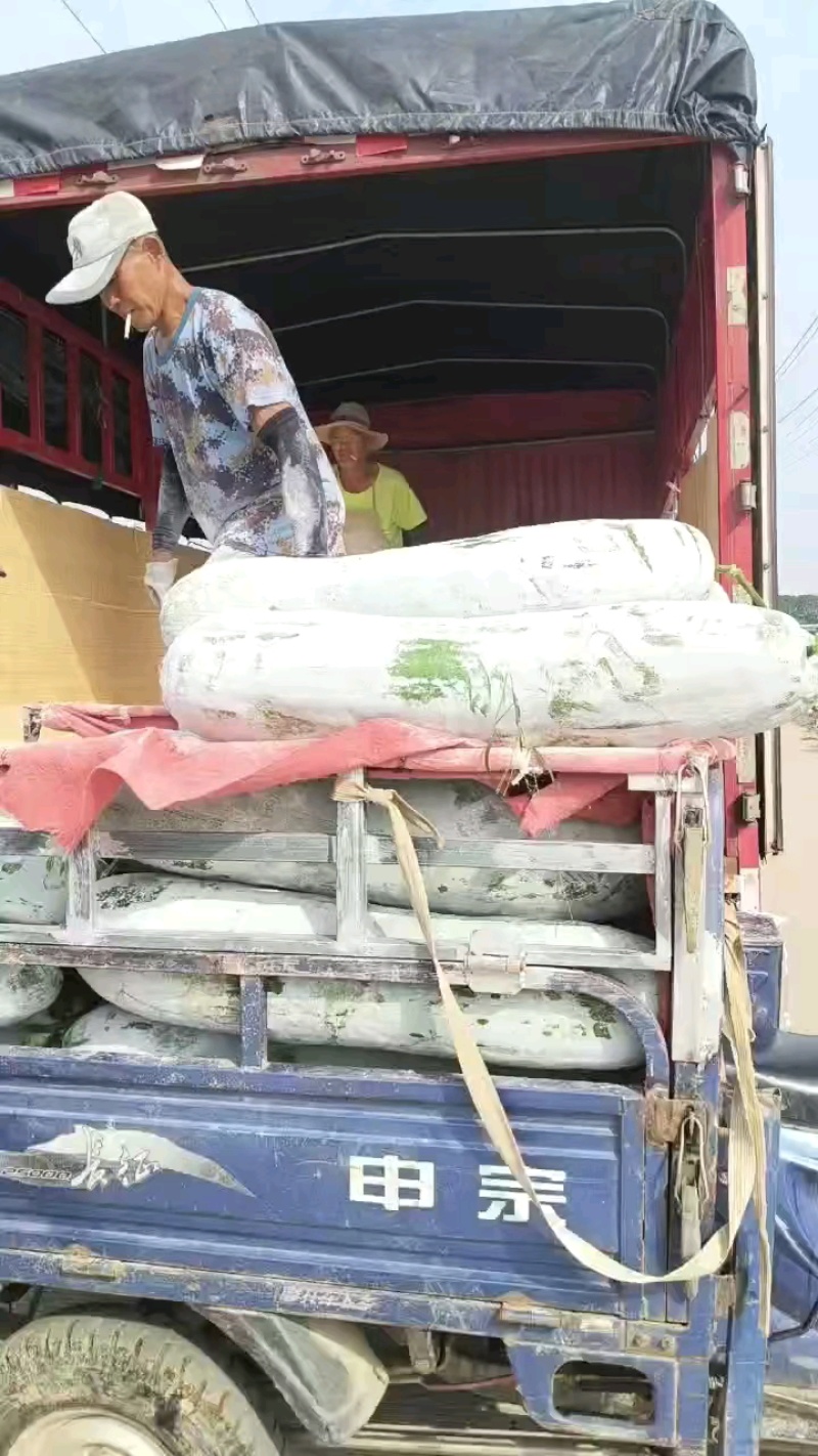 精品长白条冬瓜物美价廉粉上的雪白直圆度**