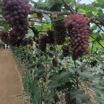 锦州市超甜茉莉香（着色香）葡萄上市，辽宁省茉莉香主产区