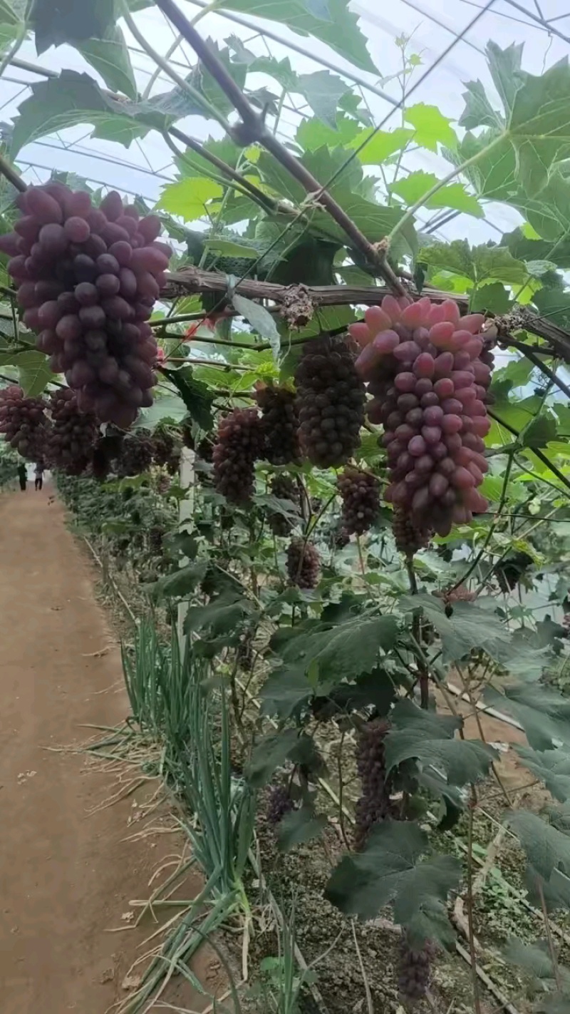 锦州市超甜茉莉香（着色香）葡萄上市，辽宁省茉莉香主产区