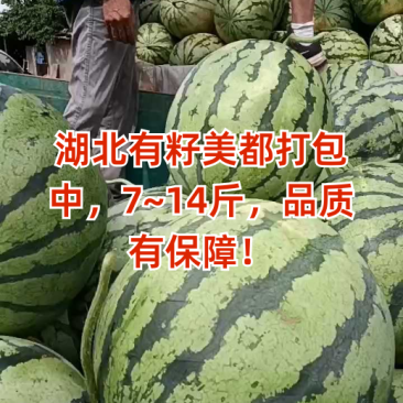 湖北精品无籽美都西瓜大量上市品质保证量大从优一手货