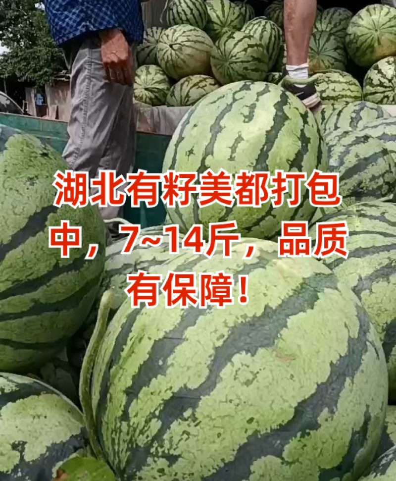 湖北精品无籽美都西瓜大量上市品质保证量大从优一手货