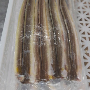 山东威海石岛七星鳗鱼，油鳗鱼片