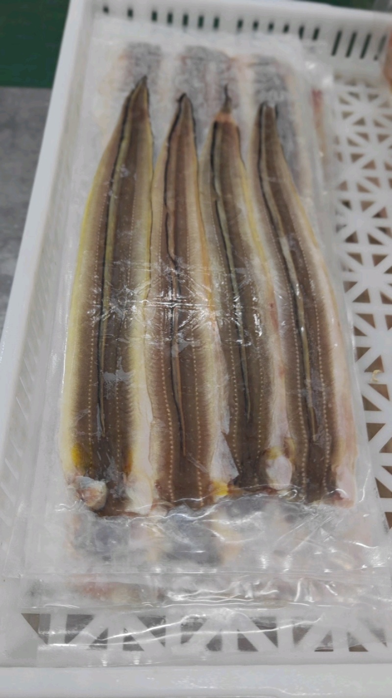 山东威海石岛七星鳗鱼，油鳗鱼片