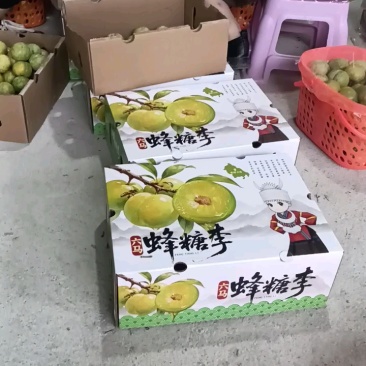 蜂糖李苖品质保证服务周到产地直供价格美丽欢迎咨询
