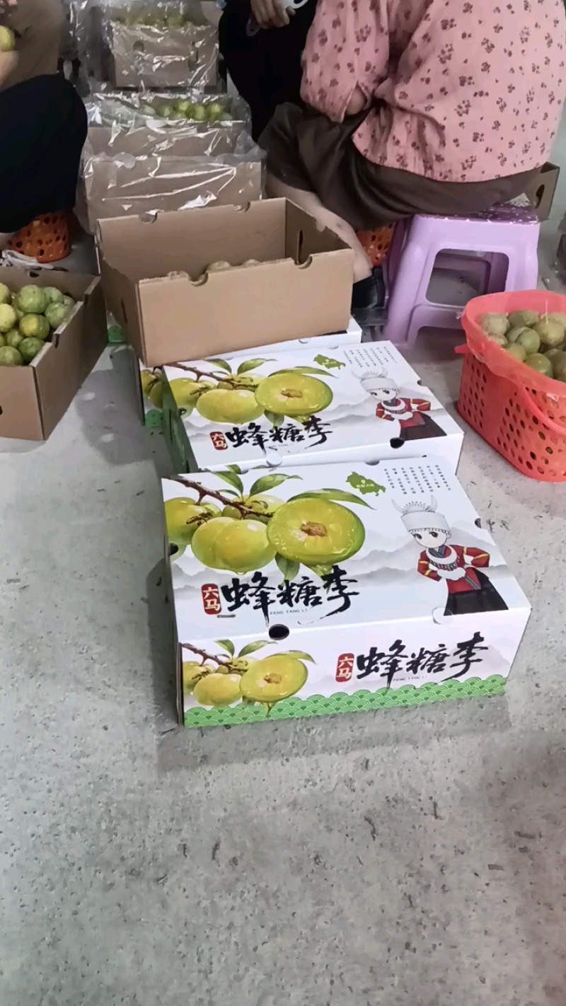蜂糖李苖品质保证服务周到产地直供价格美丽欢迎咨询