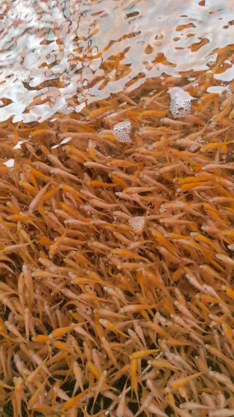 红罗非鱼苗彩红鲷罗非鱼苗各种齐全鱼苗批发