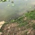 湖北潜江藕带，鲜藕带藕长子藕稍子，现采现发，全国对接