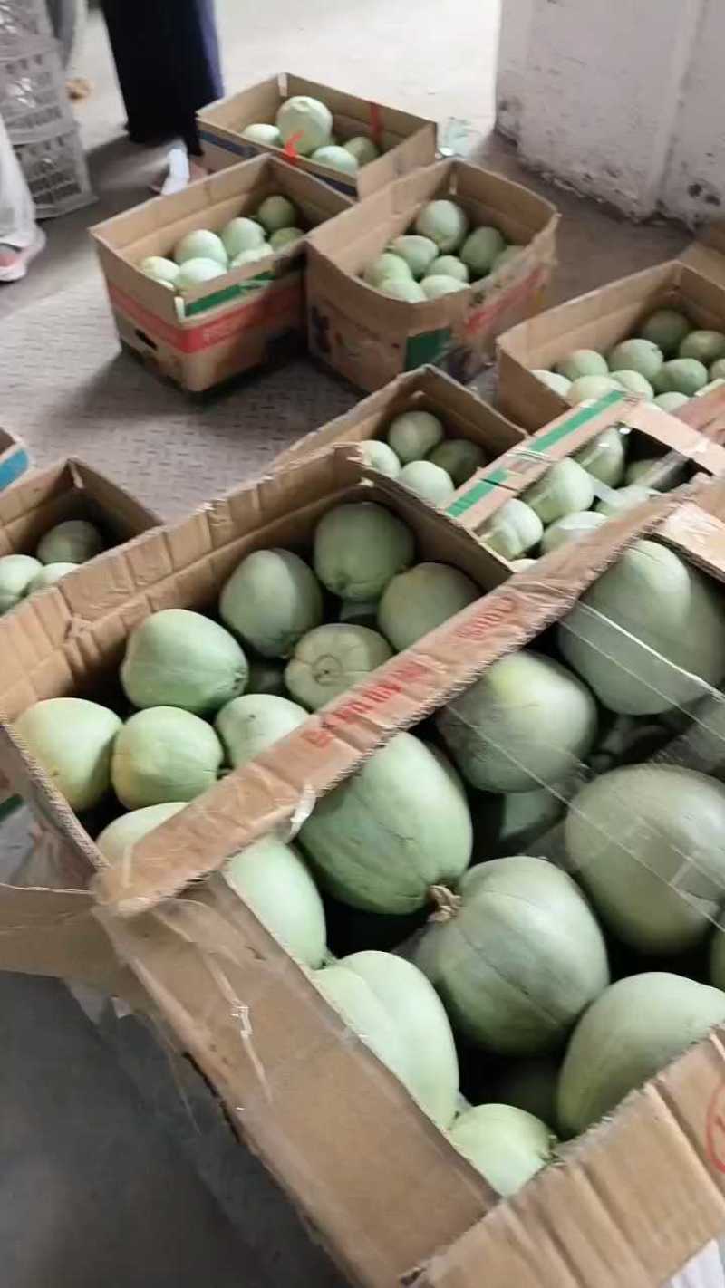 【闻集产区】绿宝甜瓜
