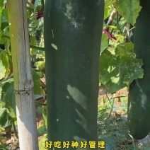 桂林恭城县黑皮冬瓜大量上市产地直发，瓜优廉价，可视频看货