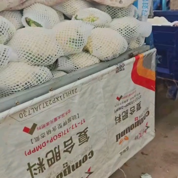 河北省秦皇岛市昌黎县春季优质小米80有机花大量上市中