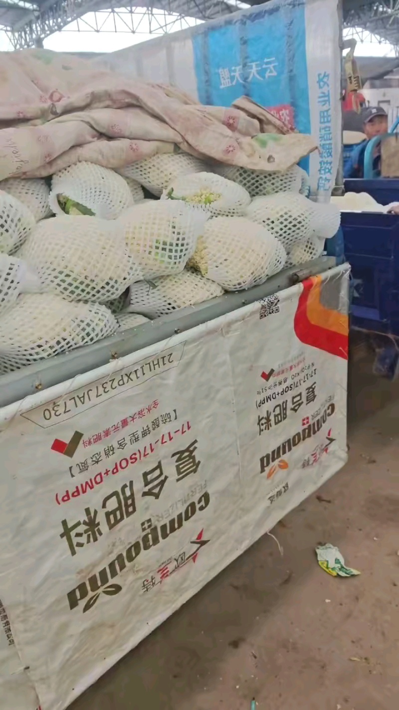 河北省秦皇岛市昌黎县春季优质小米80有机花大量上市中