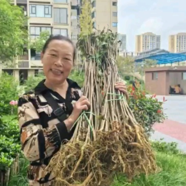 通草种植基地，通草两年苗f，根系发达，我活率高，死苗补，