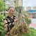通草种植基地，通草两年苗f，根系发达，我活率高，死苗补，