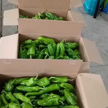 江苏东台鲜辣椒大量供应中！需要的朋友请常联系我