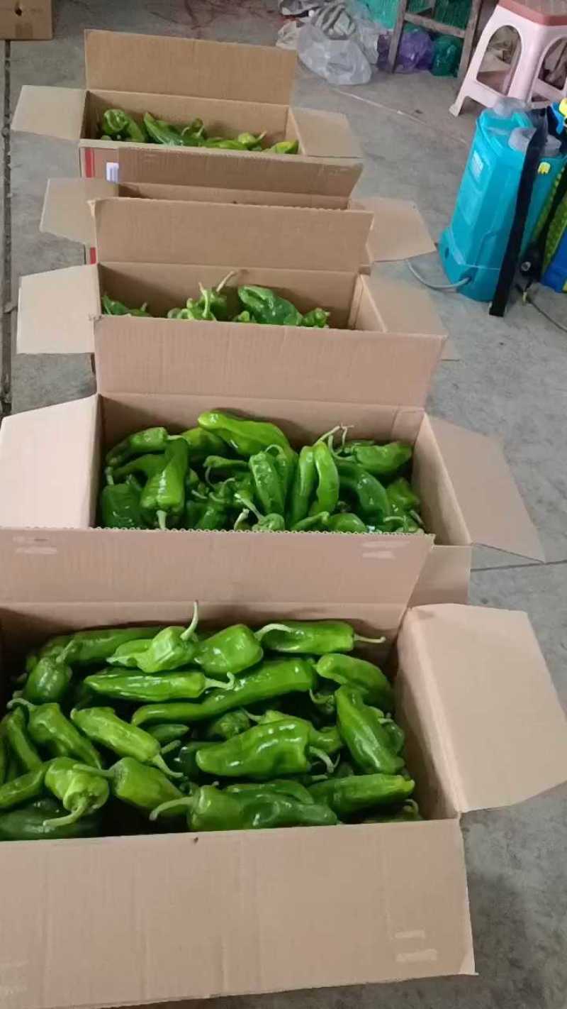 江苏东台鲜辣椒大量供应中！需要的朋友请常联系我
