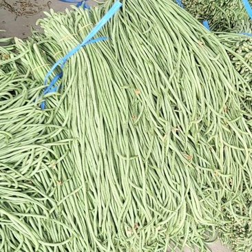 热卖推荐青条豆角对接电商市场商超可视频看货保质量