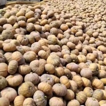 湖北咸宁市嘉鱼县大量盘龙204南瓜，有猪吃南瓜质量有保证