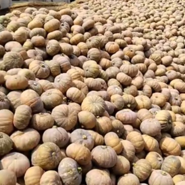 湖北咸宁市嘉鱼县大量盘龙204南瓜，有猪吃南瓜质量有保证