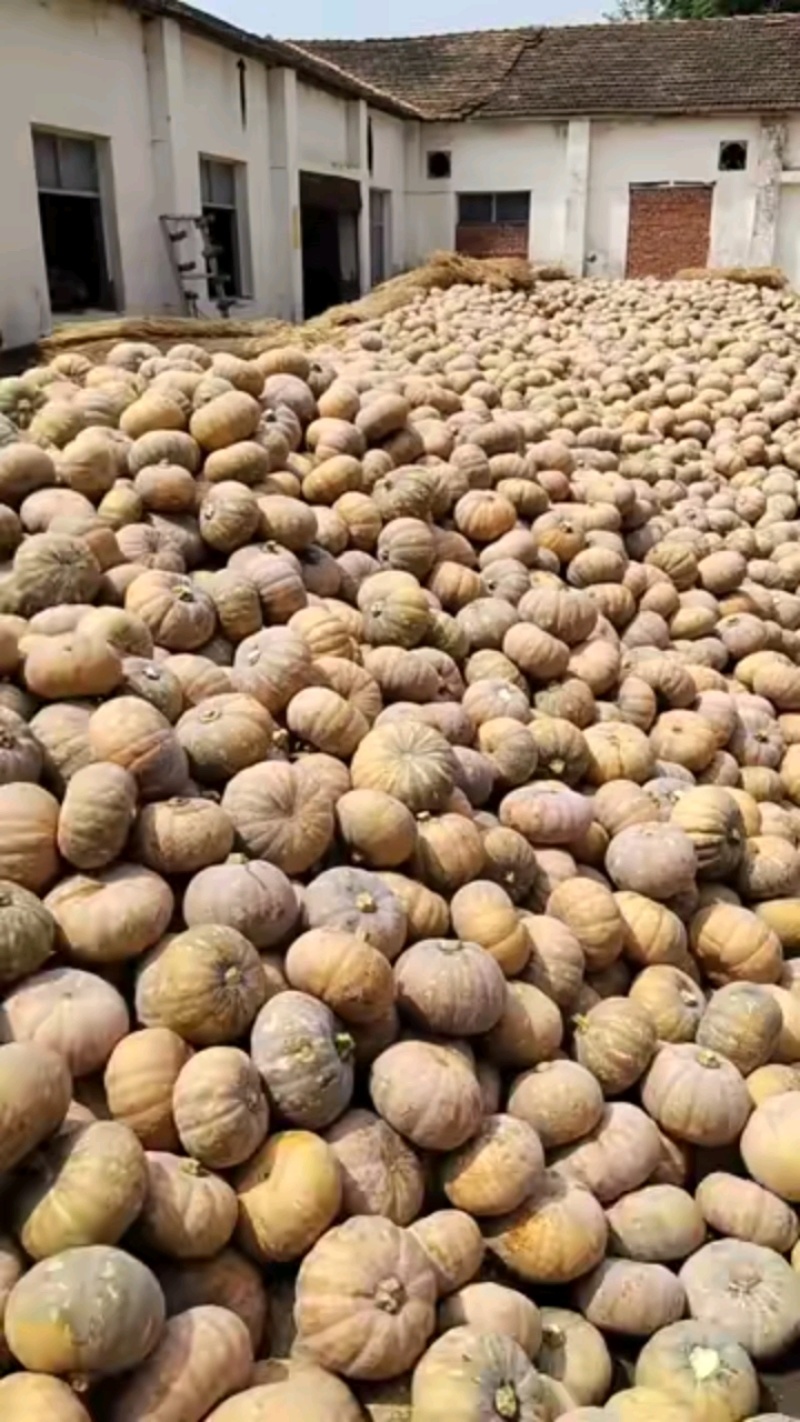 湖北咸宁市嘉鱼县大量盘龙204南瓜，有猪吃南瓜质量有保证